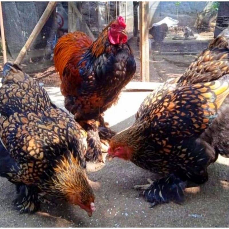 Telur Ayam Brahma Gold Lace Ori Import