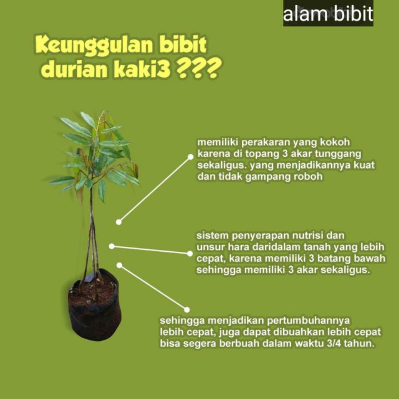 BIBIT DURIAN MUSANGKING KAKI 3 (COCOK DI TANAM POT)