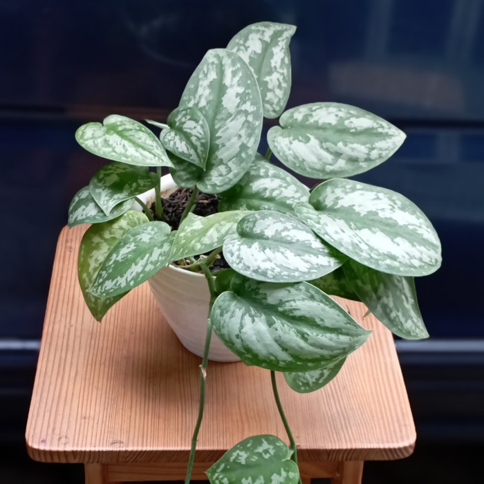 scindapsus pictus exotica - L