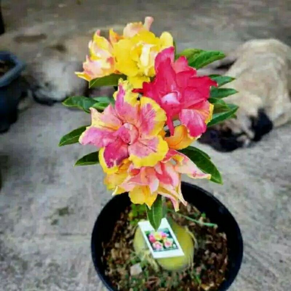 tanaman hias adenium bunga tumpuk 3 warna cantik