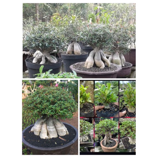 Bibit Adenium Cabang Seribu Cabser