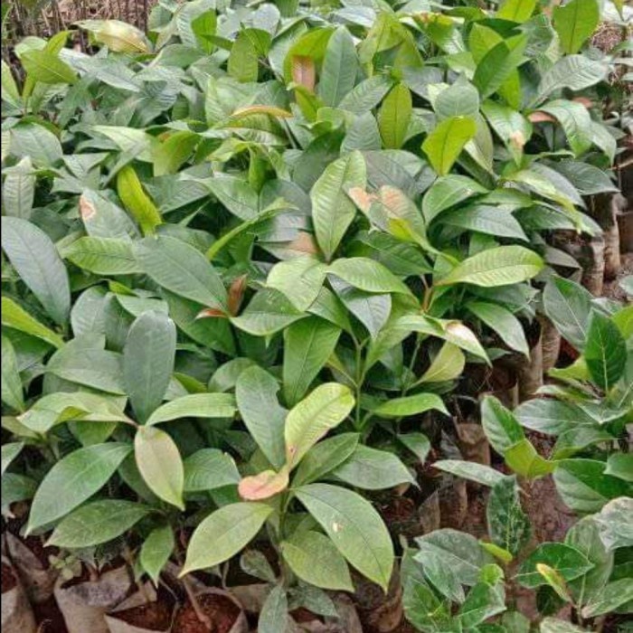 BIBIT TANAMAN BUAH MANGGIS RATU 00222 sukses