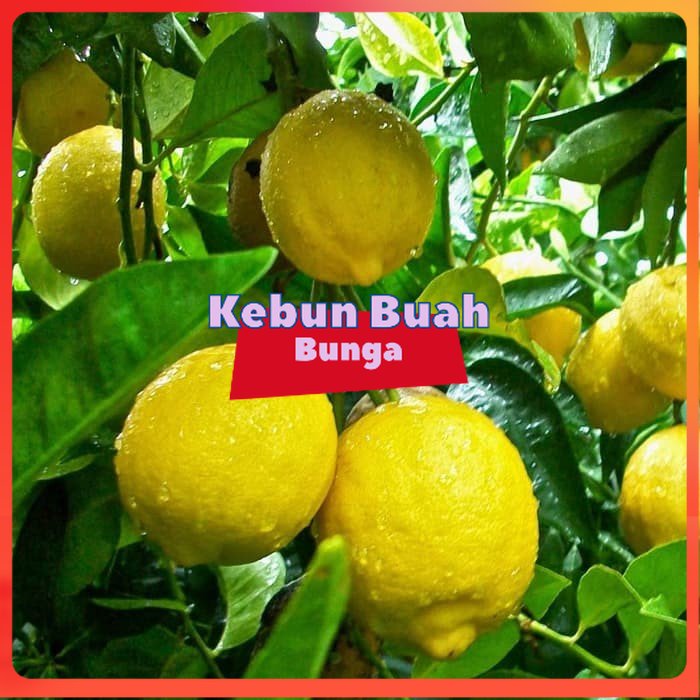 

Lemon Tea Unggul