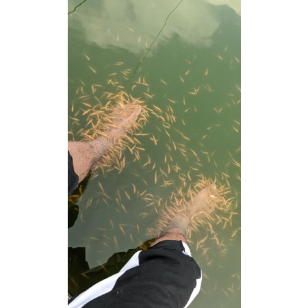 ikan terapi kaki paket 50 ekor bonus 10 ganas