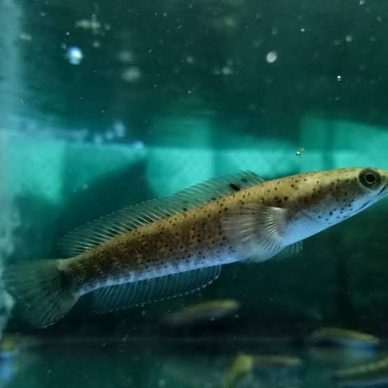 Ikan Channa Chana Cana Blue Pulchra Ukuran 4-6cm (Garansi 100%)