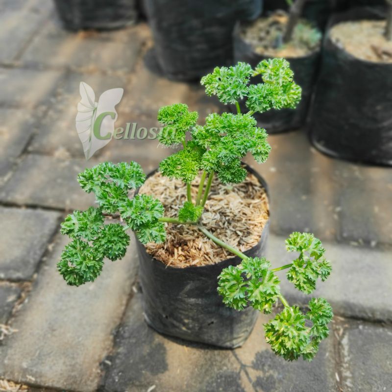 Tanaman Sayur/Bahan Penyedap Peterseli (Parsley) Pohon Hidup - TitipBibit