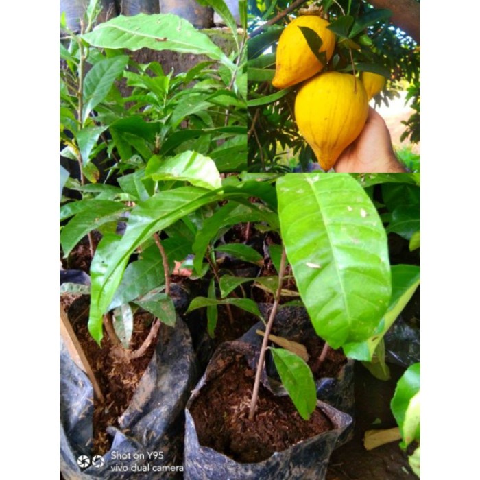 BARU DATANG BIBIT TANAMAN BUAH SAWO MENTEGA HASIL CANGKOK DAN STEK CCC