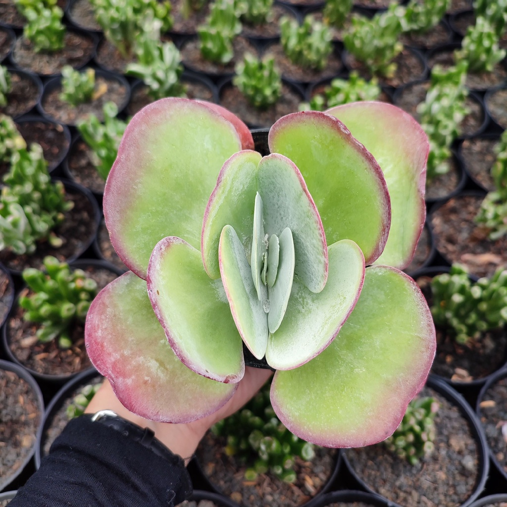 Kalanchoe Thyrsiflora | Desert Cabbage | Kupu Kupu | DP 10cm