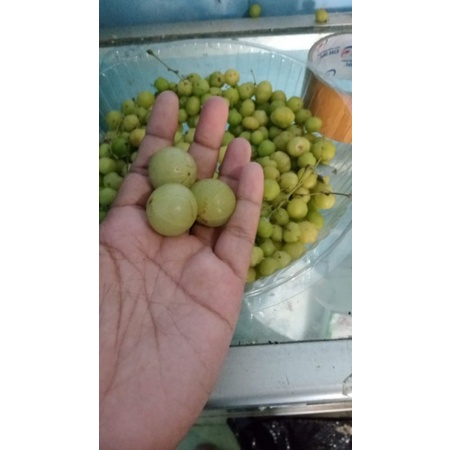 

BUAH MALAKA/BUAH AMLA SAGAR LANGSUNG PETIK 1KG