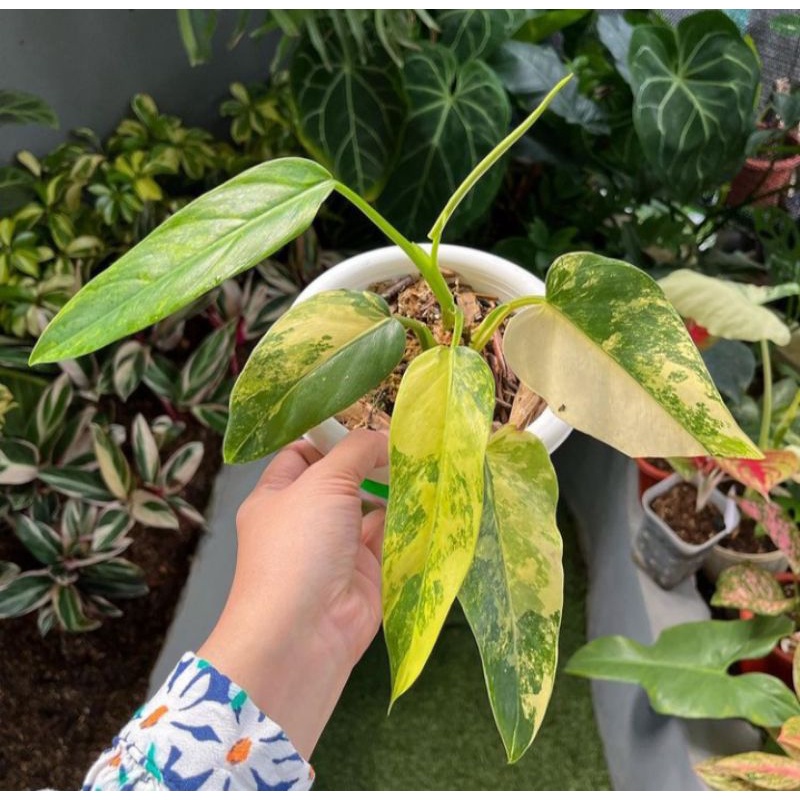 BIBIT BONGGOL PROMO Bibit Batang Philodendron DOMESTICUM / Bonggol Domesticum Varigata...