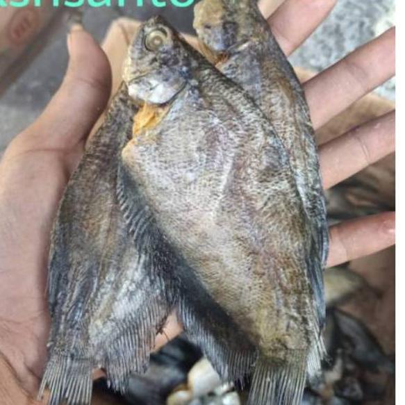 

✶ ikan asin sepat medan-500gram ✴