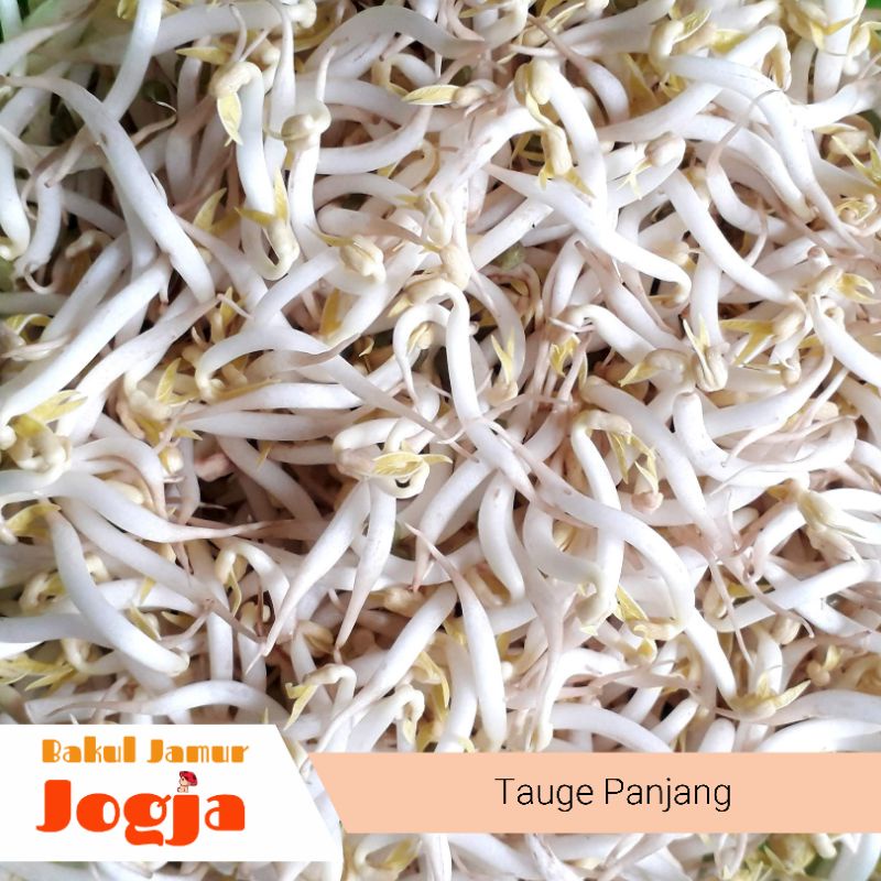 

TAUGE PANJANG (250 gram)