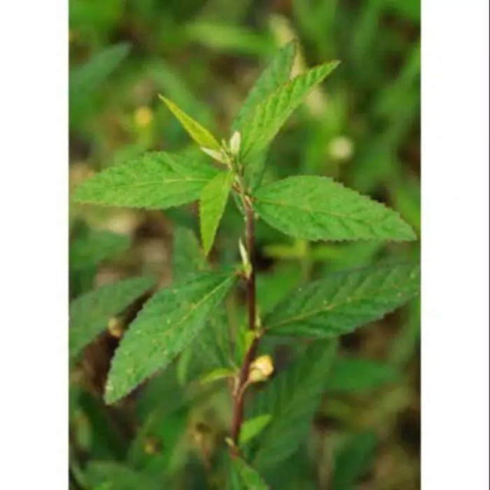 

DAUN SIDAGURI SEGAR 1 KG