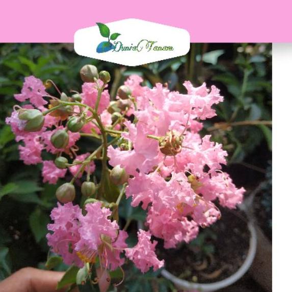 ✺ bibit pohon Tanaman Hias pohon bunga hidup Sakura tabebuya pink ➣