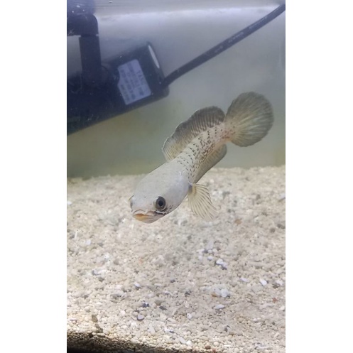 baby stewarti Karbialog