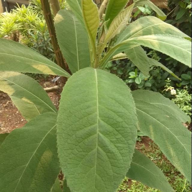 

Daun sembung segar 1 kg