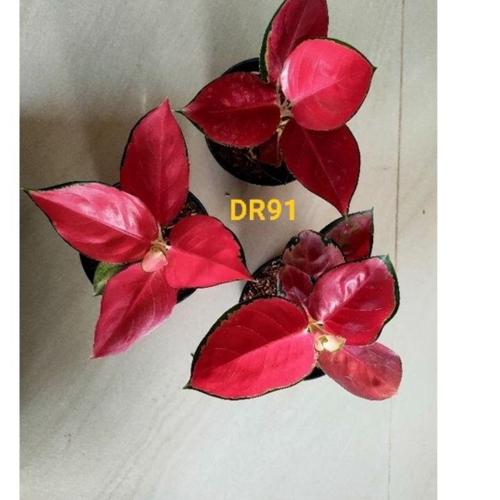 ➦ aglonema suksom jaipong spesial besar (daun 6-7-8+) ♡