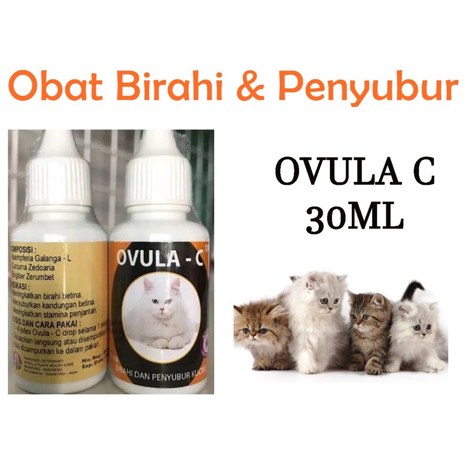 Ovula-Cat Drop (OVULA-C) adalah suplemen yang mengandung bahan herbal khusus untuk menyuburkan dan membangkitkan birahi kucing dewasa baik jantan maupun betina