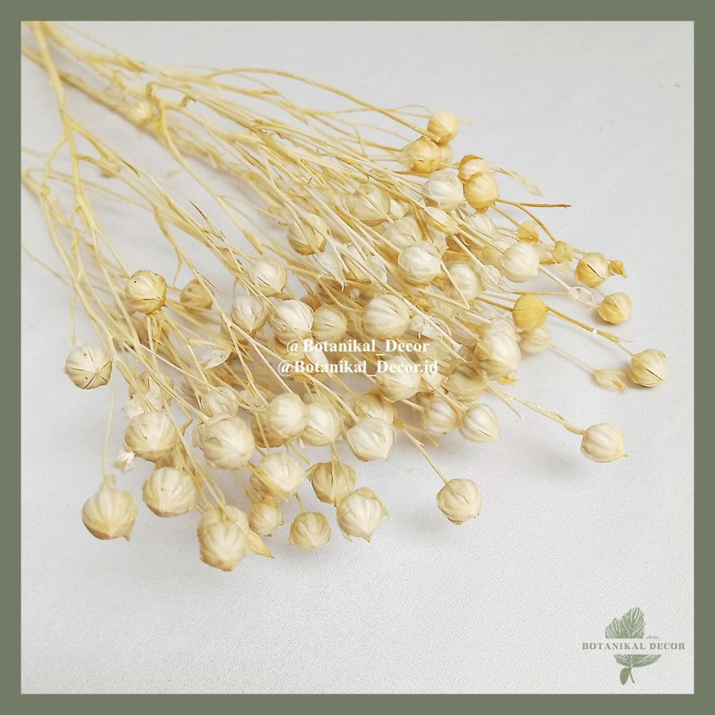 ⚡COD⚡ Dried Flower White Lino Bunga Kering Pepperberry Putih Ilalang Rustik Dekorasi Hiasan Pajangan