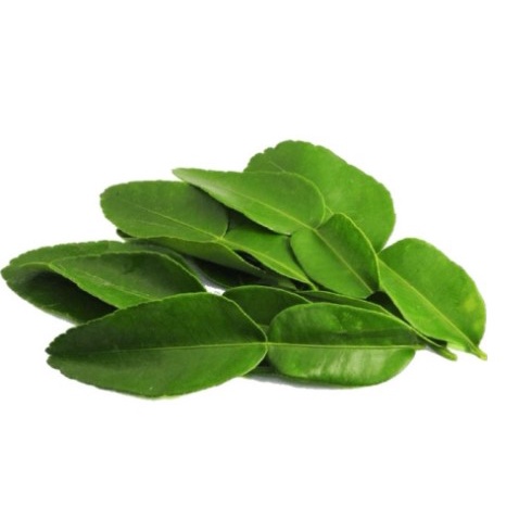 

daun jeruk dari pohonnya