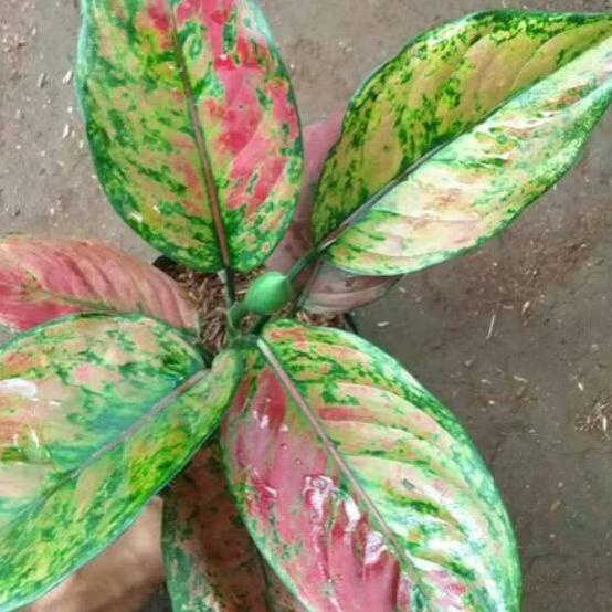 ➤ Tanaman hias aglonema engheng-hengheng ♢