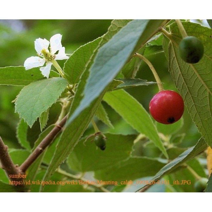 

Daun Kersen Segar 1 kg Talok Ceri - Muntingia Calabura