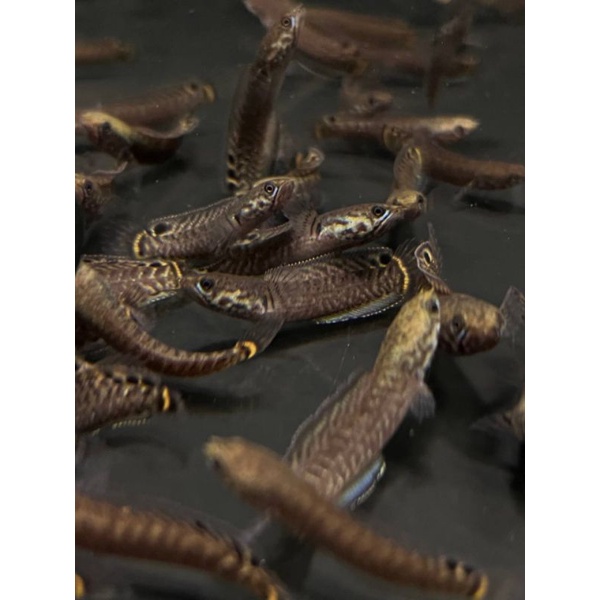 CHANNA BLEHERI (RAINBOW SNAKEHEAD)