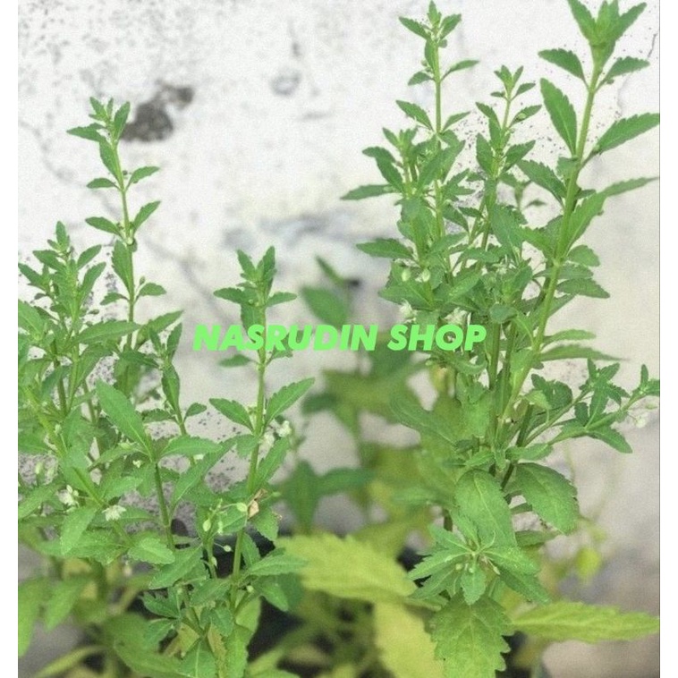 

[Fresh] BIBIT TANAMAN SAPU MANIS / BIBIT SAPU MANIS / SCOPARIA DULCIS / GRINJE MENIR / GRINJE /