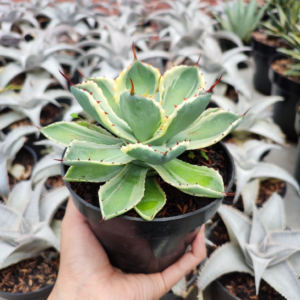 Agave Potatorum | D 12 Cm | Kaktus