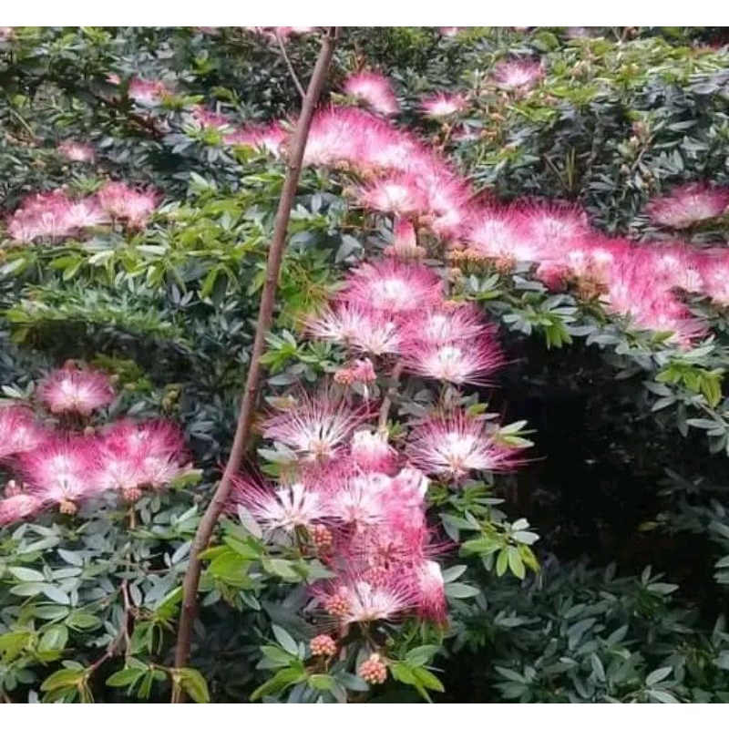 tanaman bunga Kaliandra ungu pink Kaliandra Suriname