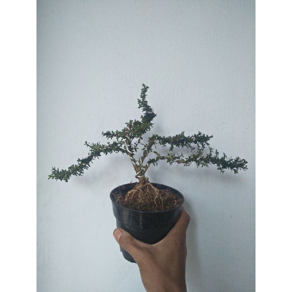 tanaman bonsai micro serbin siap tampil - TitipBibit