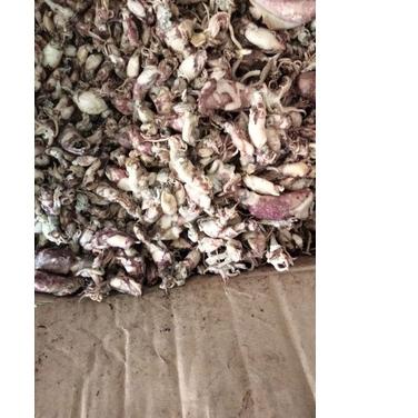 

ⅎ cumi asin 1kg ◊