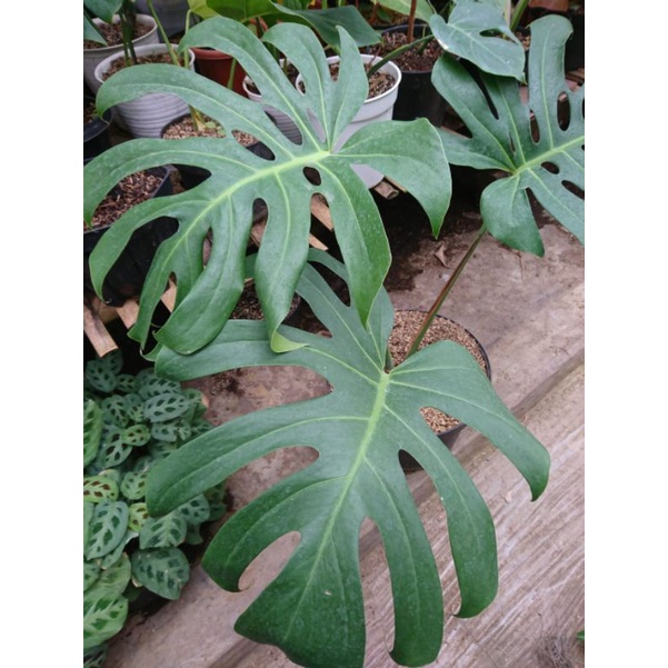 Monstera King Deliciosa 'real pict' Promo Beli 9 Gratis 1