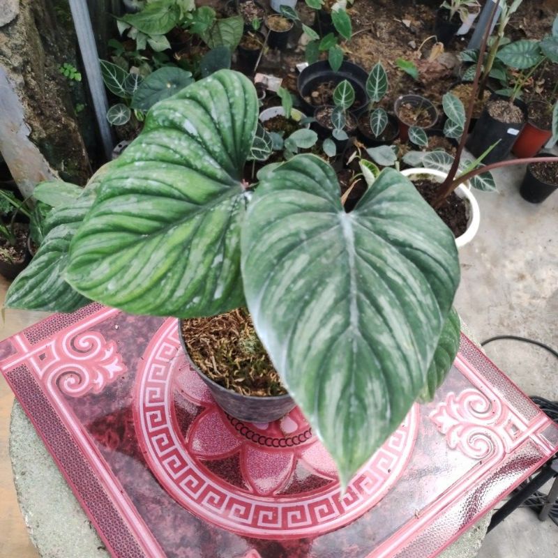 plowmanii black face philodendron