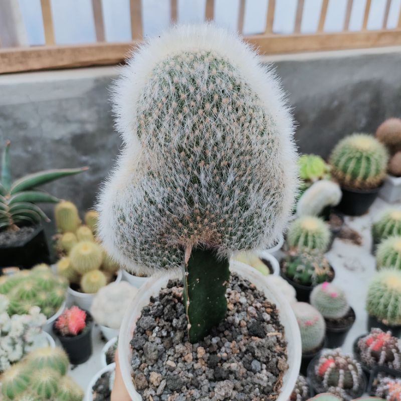 Kaktus oldman kaktus grafting