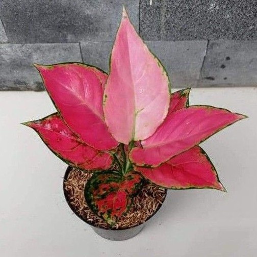 Aglonema Pink Catrina Dewasa Rimbun / Aglo Pink Catrina