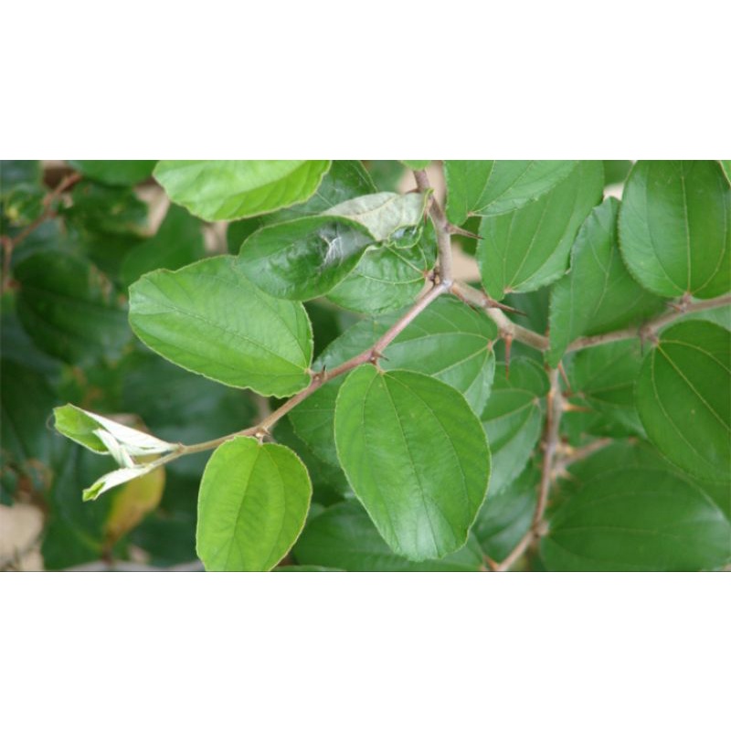 

Daun Bidadara fress Herbal 25gram