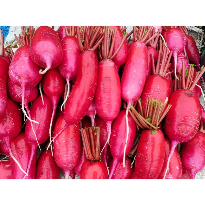 

lobak merah,ungu/ red and purplle radish