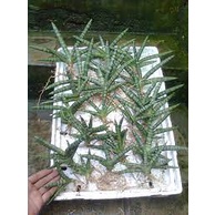 Sansivera sansevieria Boncel Green Sanseviera sanse sansevieria lidah mertua boncel mini Pohon Hidup - TitipBibit