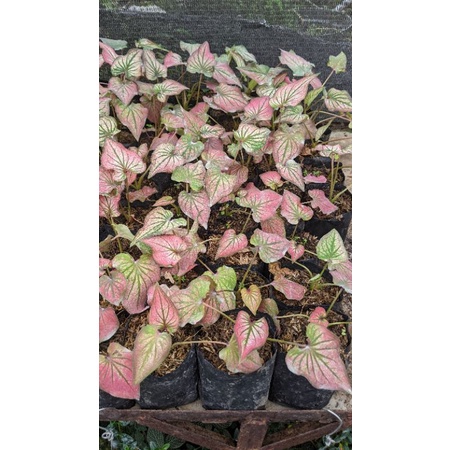 keladi infinity 2-3 daun (caladium infinity)- tanaman hidup daun