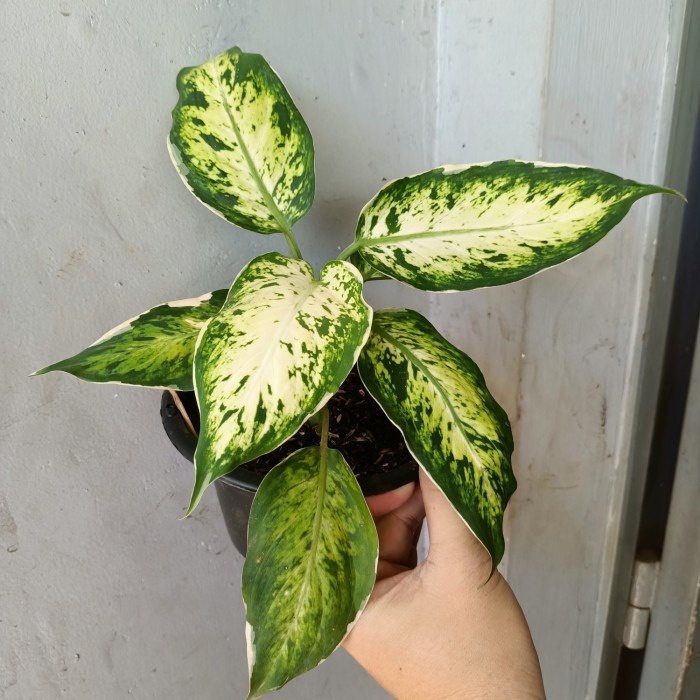 tanaman aglonema lukisan cinta, aglonema murah bagus