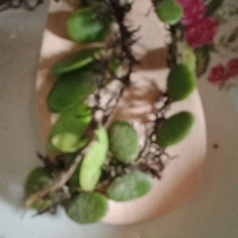 

sisik naga daun picisan