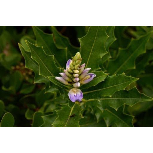 daruju bibit tanaman obat herbal
