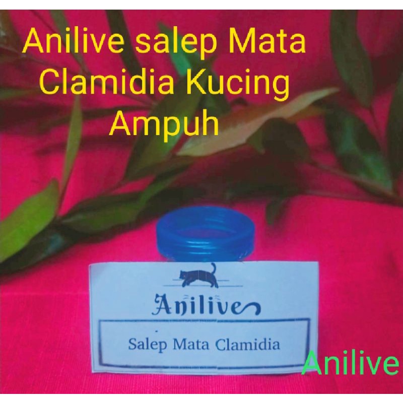 Anilive Salep mata Clamidia kucing mengobati mata bengkak,bernanah,belekan terus,mata mau copot