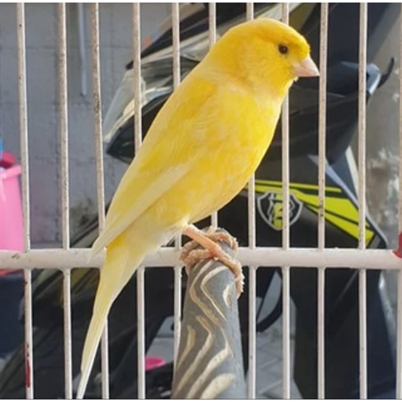 BURUNG KENARI AF KUNING GACORAN