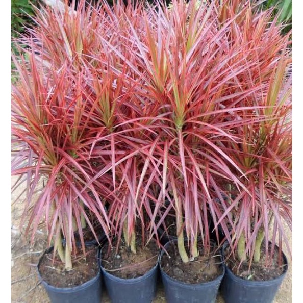 Bibit tanaman hias dracaena / tricolor pohon hidup - TitipBibit