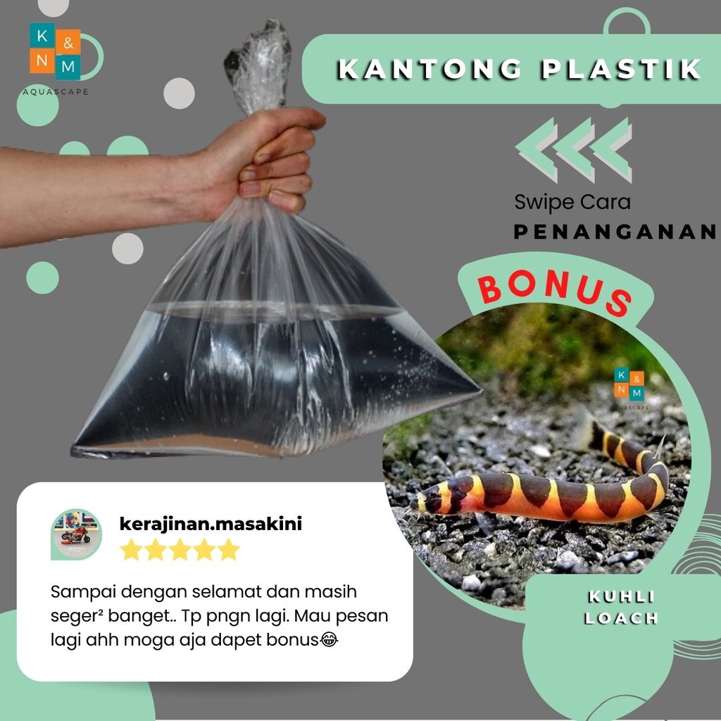 Kantong Plastik Free Kuhli Loach Ornamen Aquarium Aquascape Akuarium