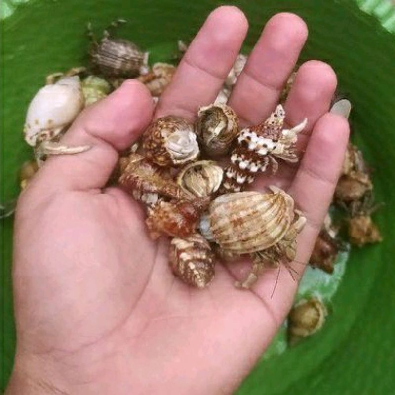 koleksi/mainan anak 18pcs klomang darat