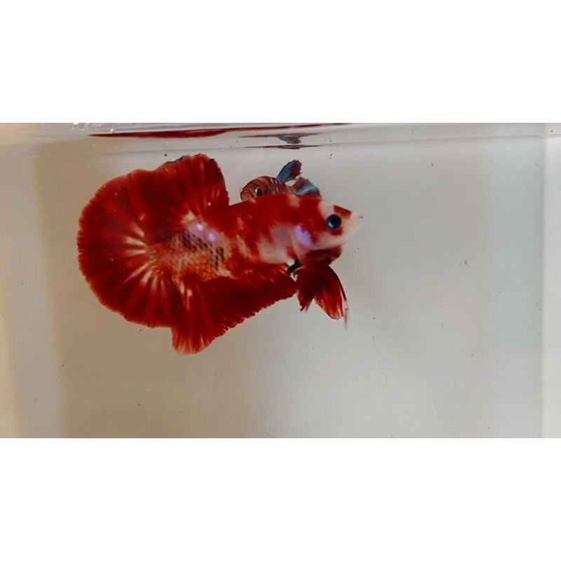 Paket Cupang Hmpk koi ( Lelang )