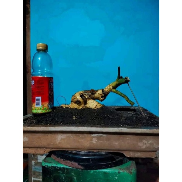 dongkelan bonsai serut small jungkel 11k